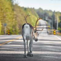 Deer and Elk Collisions in Montana: Who Pays When Another Vehicle Is Involved? 